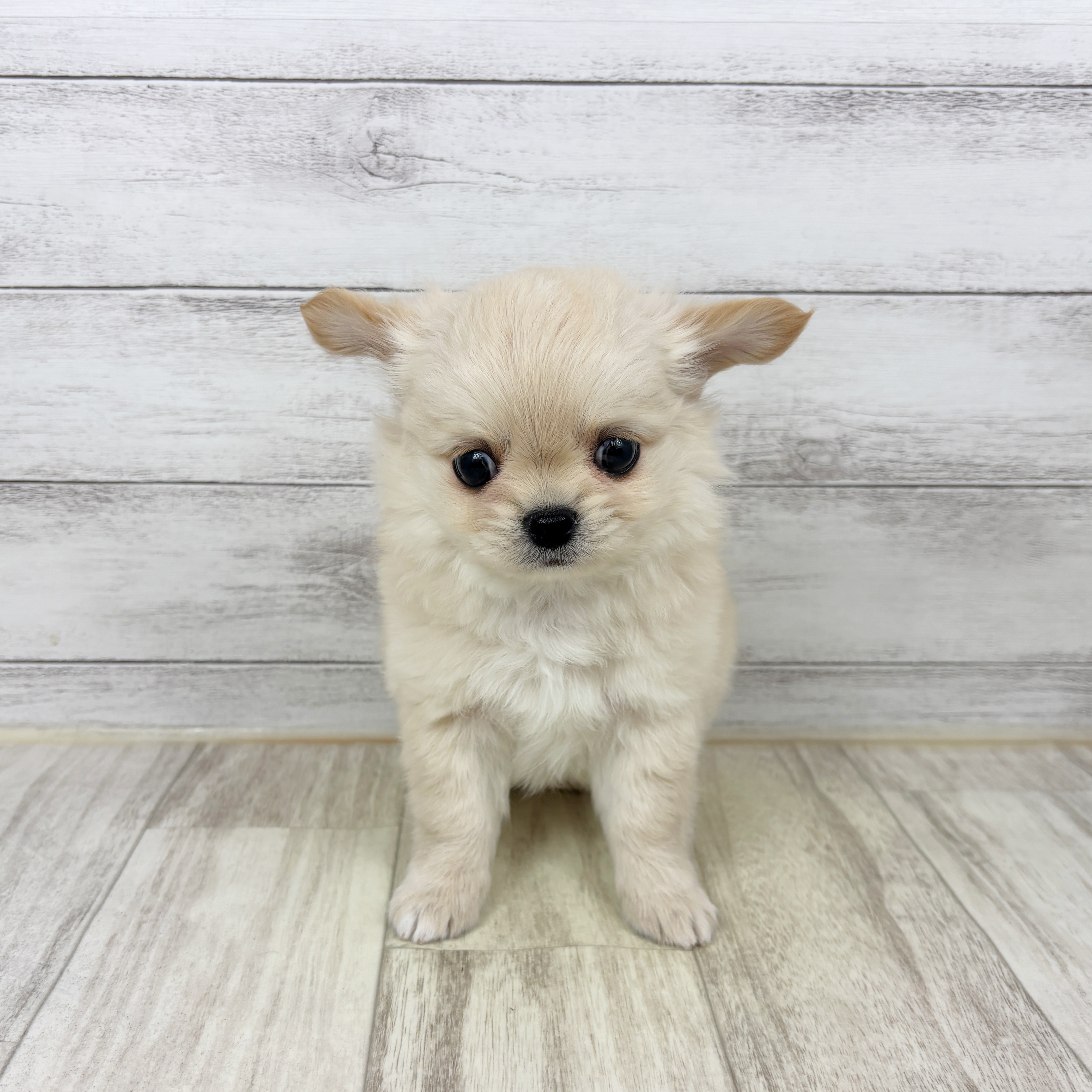 兵庫県のチワワ（ロング） クリーム＆ホワイト 男の子のご紹介(200338