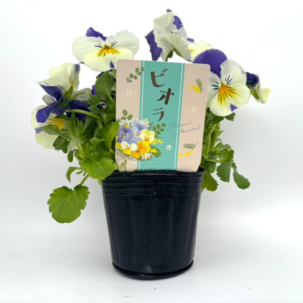 ビオラ苗用 園芸用ラベル 100枚1束 / NBサイズ（耐水LIMEX製）