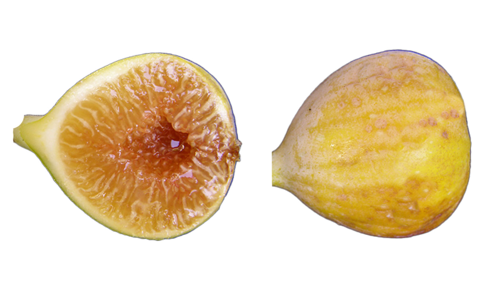 Yellow Long Neck(イエロー ロング ネック)の特徴・味・耐寒性・栽培