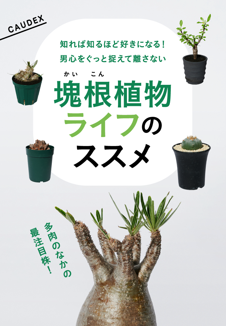 初心者にも！塊根植物（コーデックス）ライフのススメ｜メンズライフ