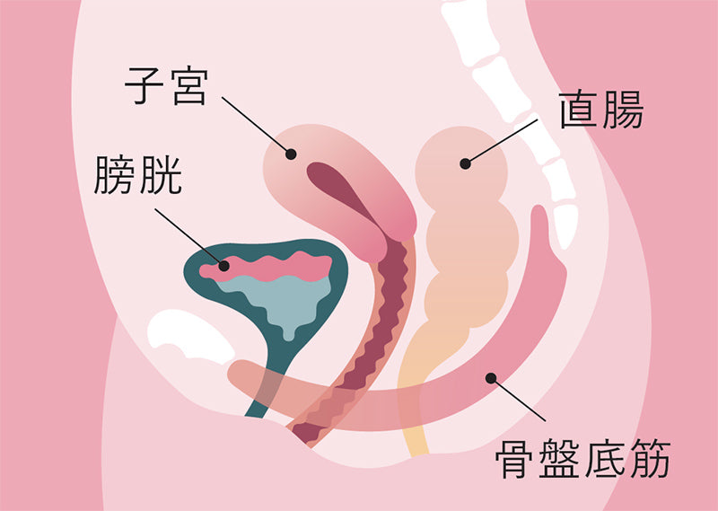 月額2,280円レンタルプラン：MTG 骨盤底筋ケアガードル SIXPAD SS-BJ