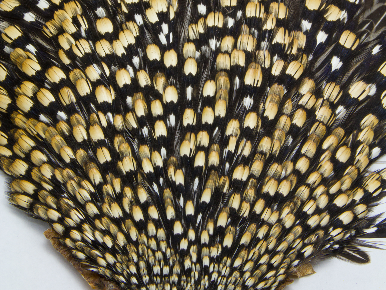 Jungle Cock ジャングルでは保護色。フライではアイ