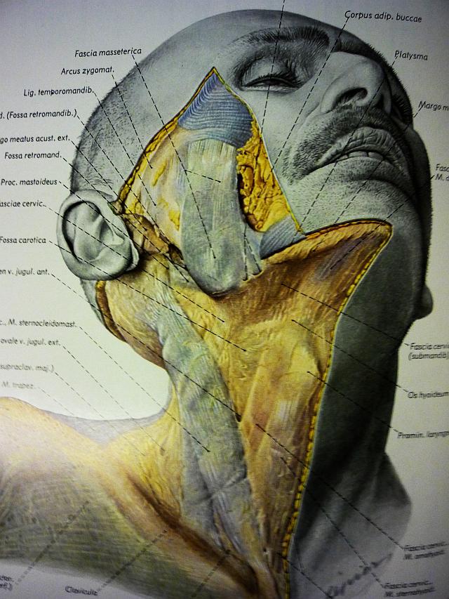 Atlas Of Topographical And Applied Human Anatomy by Eduard