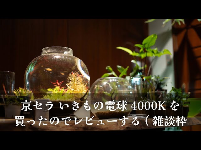 レビュー】京セラ いきもの電球をボトルアクア用に購入 - YouTube
