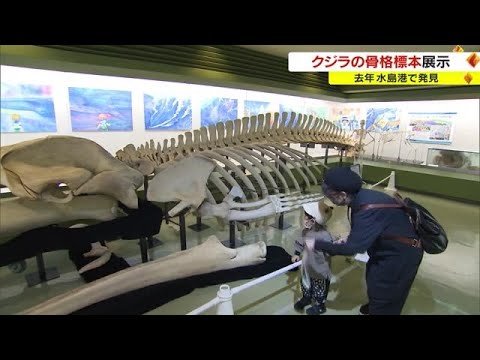 巨大クジラが帰ってきた！全長11メートル “骨格標本”を博物館に初