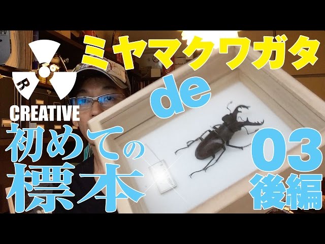 ミヤマクワガタで初めての標本！【03後編】簡単にできる昆虫標本の