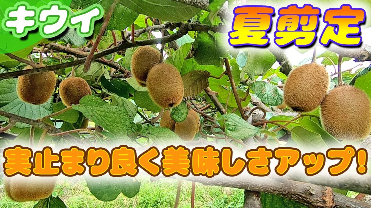 Summer pruning of kiwifruit: Shoots, spindly branches, and