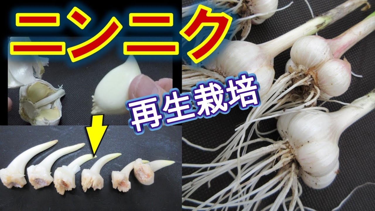 Garlic regeneration: Regeneration from cut parts - YouTube