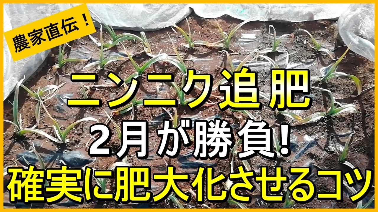 Garlic Cultivation] Explaining the second fertilization to help