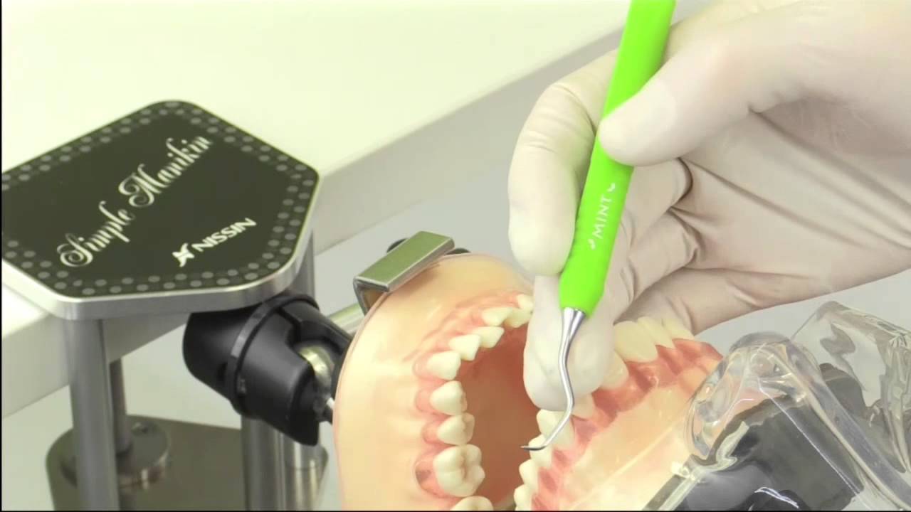 歯科衛生士向け】 長谷ますみ先生共同開発 SRP実習用顎模型[P15FE-MINT