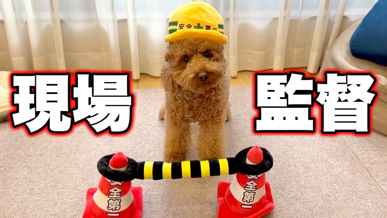 A documentary about a dog working as a construction site