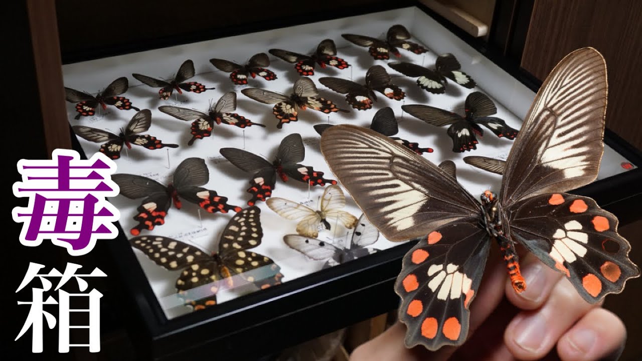 昆虫標本】毒のある妖艶なチョウを集めて箱に入れたので紹介します