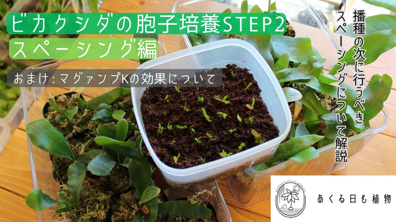 ビカクシダの胞子培養STEP2 スペーシング編-おまけ:マグァンプKの効果