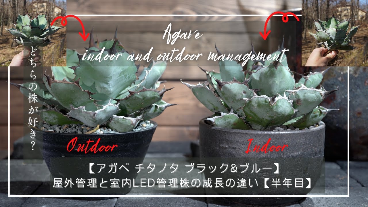 Agave titanota Black & Blue: Difference in growth between plants