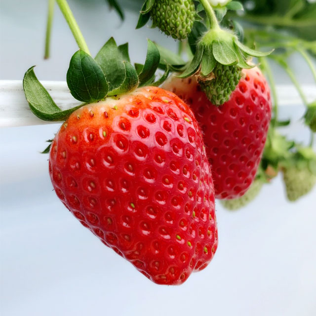 いちごを知る | いちいちご 株式会社一苺一笑