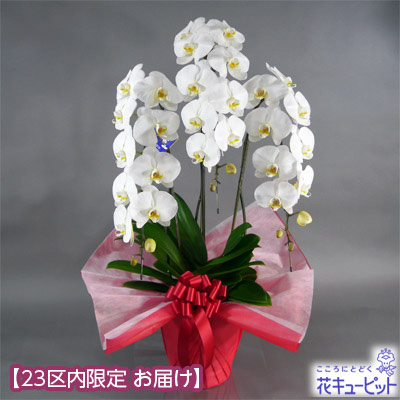 大輪胡蝶蘭 3本立（開花輪30輪以上）赤系ラッピング - 石毛洋蘭園大輪