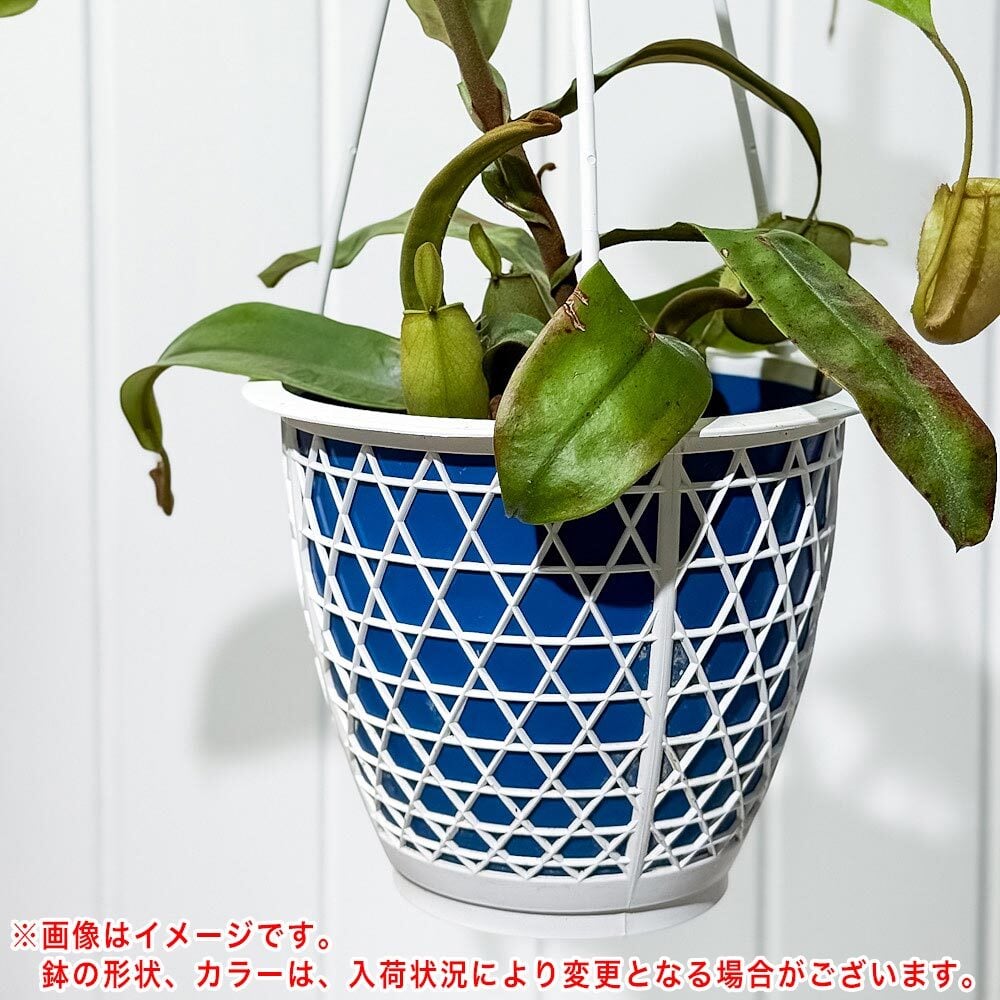 PLANCHU 食虫植物 ネペンテス アンプラリア 5号吊り鉢 育て方説明書