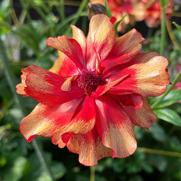 園芸ネット本店｜ラナンキュラス：ラックス ハデス4号ロングポット の