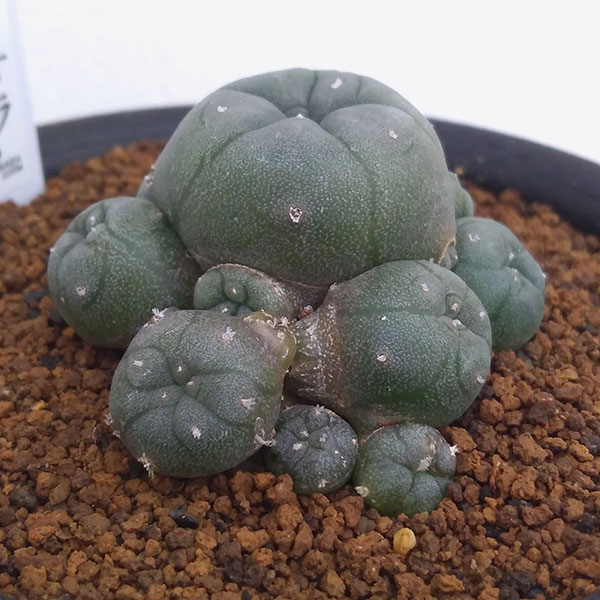 園芸ネット本店｜レアサボテン：ロフォフォラ・仔吹き鳥羽玉3号ポット