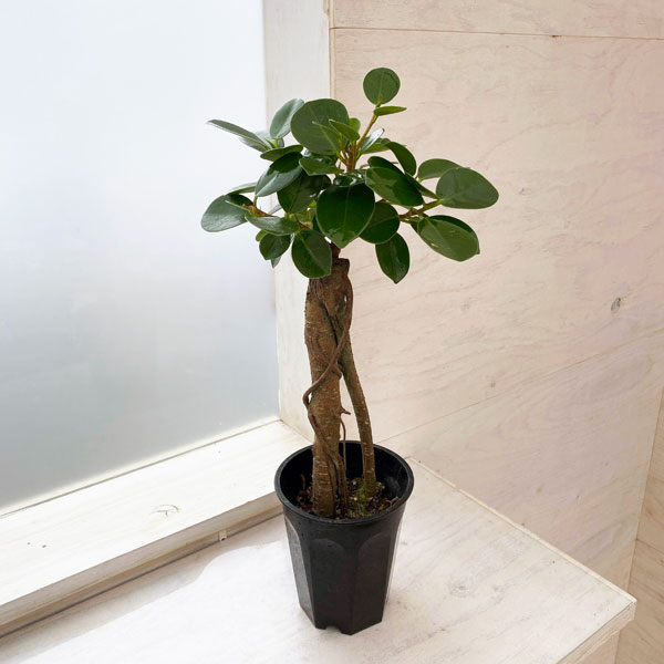 園芸ネット本店｜ガジュマル：パンダガジュマル 3.5号硬質ポット の