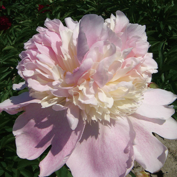 園芸ネット本店｜シャクヤク（芍薬）：ペチコートフランシス4号ポット