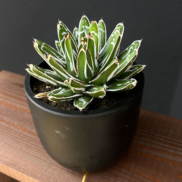 園芸ネット本店｜アガベ：姫笹の雪 5号鉢植え25-01 の通販【公式】