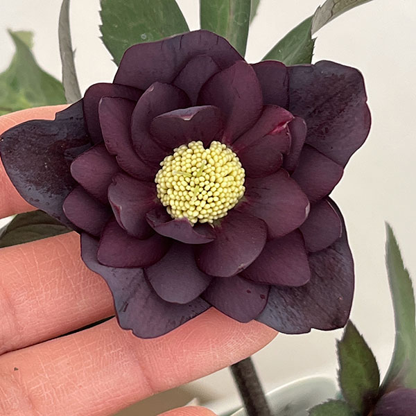 園芸ネット本店｜クリスマスローズ：ベルギー育種 ダブルブラック26-11