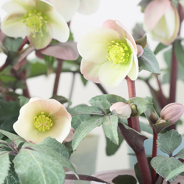 園芸ネット本店｜松村ナーセリーさんのクリスマスローズ（原種系