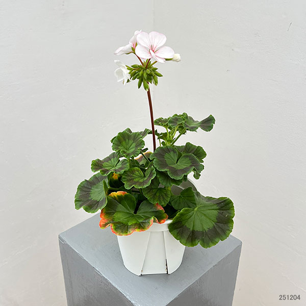 園芸ネット本店｜ゼラニウム：ホワイトトゥローズ5号鉢植え の通販【公式】