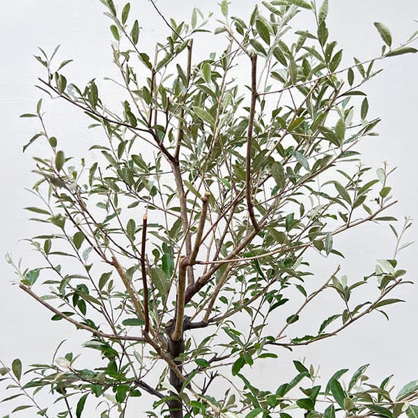 an】ポポラス高さ120㎝前後、ロシアンオリーブ高さ120㎝前後 2本