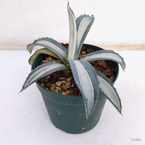 園芸ネット本店｜アガベ：アメリカーナ メディオピクタ(華厳) 3.5号