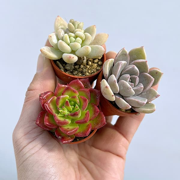 園芸ネット本店｜多肉植物アソート1号ポット おまかせ 12株セット の