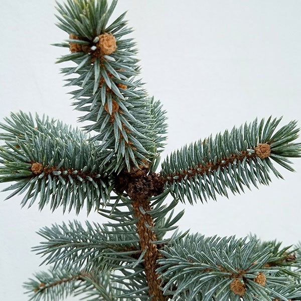 園芸ネット本店｜ピセアプンゲンス（プンゲンストウヒ）：ホプシー8号