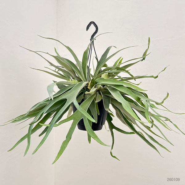 園芸ネット本店｜[ザ・ファームセレクト]ビカクシダ（コウモリラン