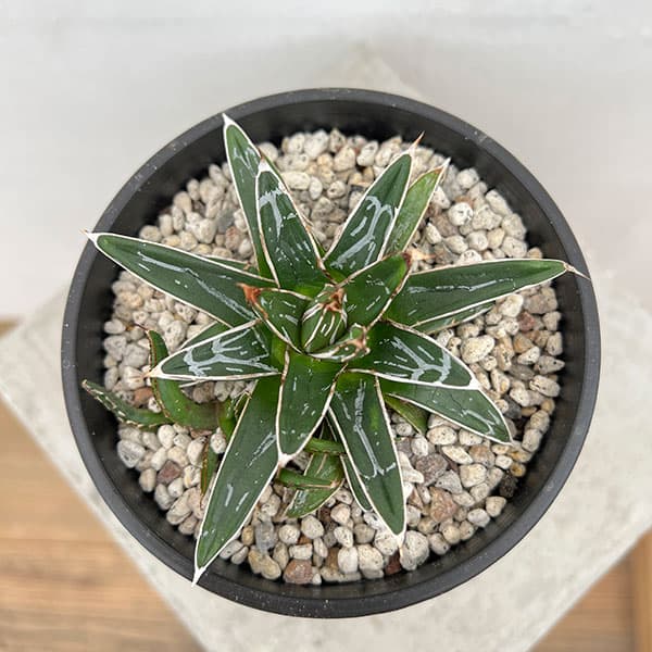 園芸ネット本店｜アガベ：姫笹の雪 4号鉢植え の通販【公式】