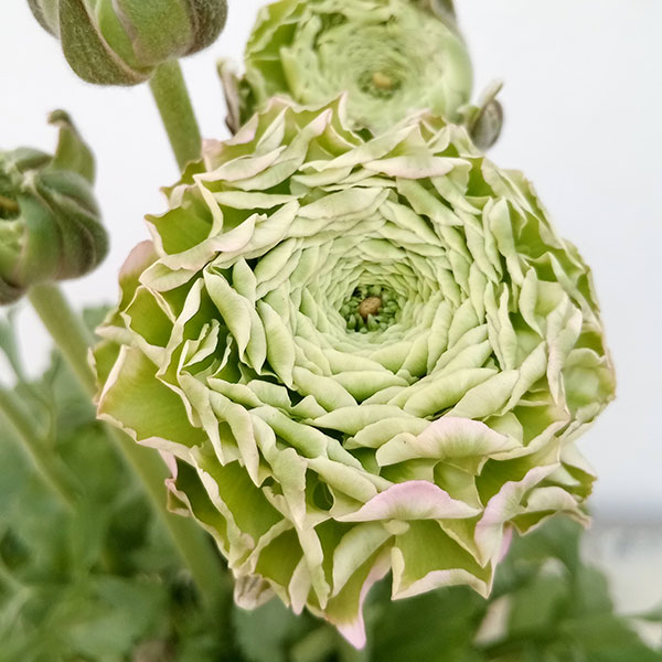 園芸ネット本店｜ラナンキュラス：ポンポン ハーマイオニー4号ポット苗