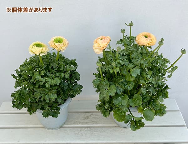園芸ネット本店｜ラナンキュラス：サクセス トアレグ6号鉢植え の通販