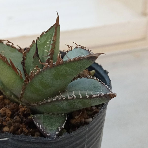 園芸ネット本店｜アガベ：オテロイ 特選実生株 2号ポット の通販【公式】