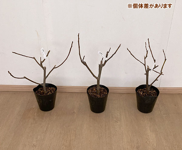 園芸ネット本店｜イチジク：シニョーラ4～5号ポット の通販【公式】