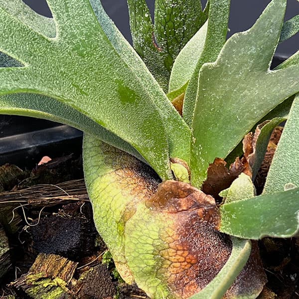 園芸ネット本店｜[送料無料]ビカクシダ（コウモリラン）：ウィリンキー