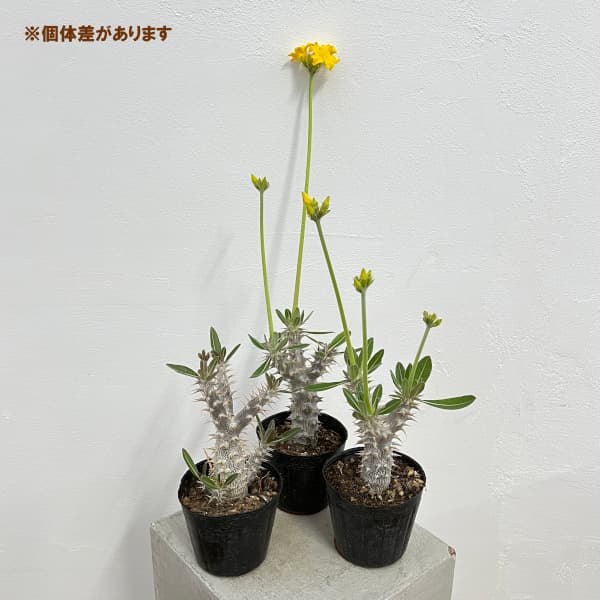 園芸ネット本店｜パキポディウム：デンシフローラム（国内実生株） 3.5