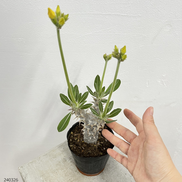 園芸ネット本店｜パキポディウム：デンシフローラム（国内実生株） 3.5