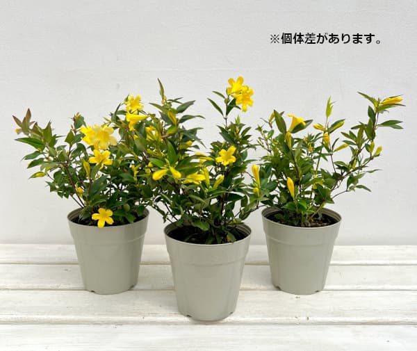 園芸ネット本店｜カロライナジャスミン4号鉢植え の通販【公式】
