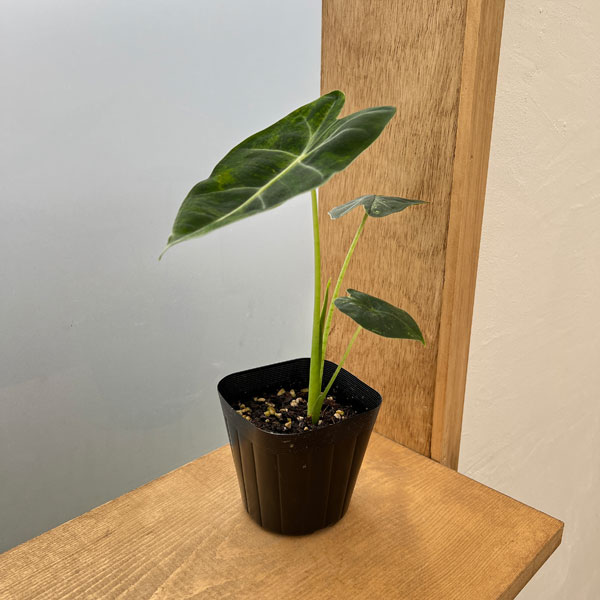 園芸ネット本店｜アロカシア：グリーンベルベット（黄斑入り）3.5号