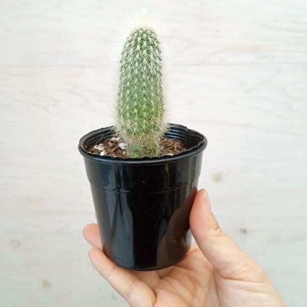 園芸ネット本店｜サボテン：吹雪柱 2.5号鉢入り の通販【公式】