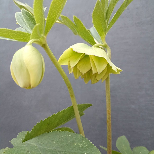 園芸ネット本店｜曽田園芸さんのクリスマスローズ：24-06フレグランス