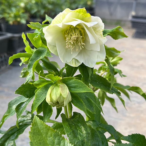 園芸ネット本店｜若泉ファームさんのクリスマスローズ：25-01