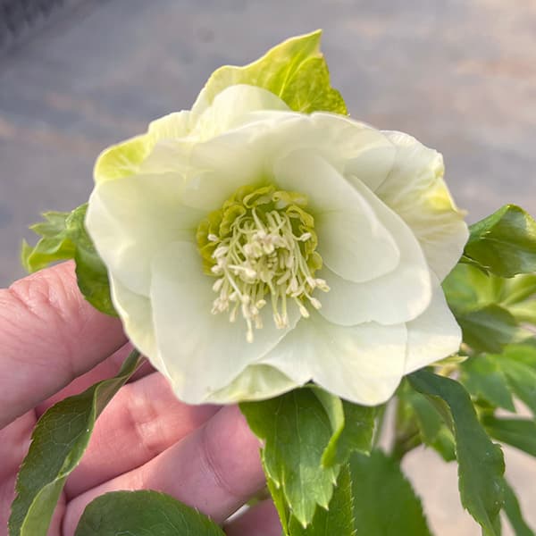 園芸ネット本店｜若泉ファームさんのクリスマスローズ：25-01