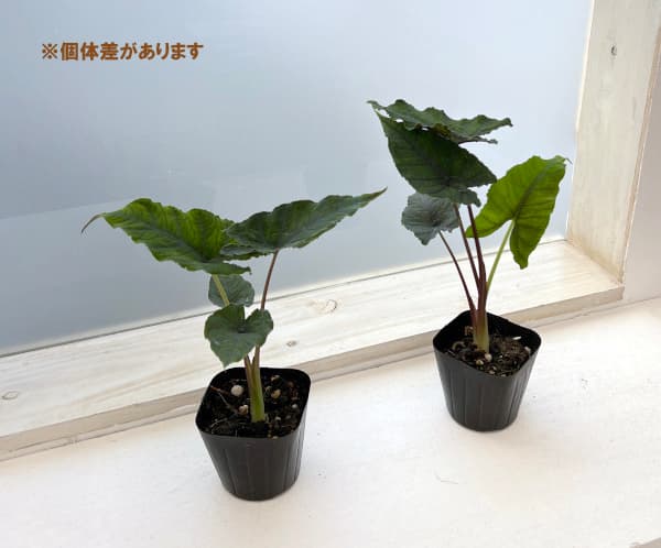 園芸ネット本店｜アロカシア：オラニ 3.5号ポット の通販【公式】