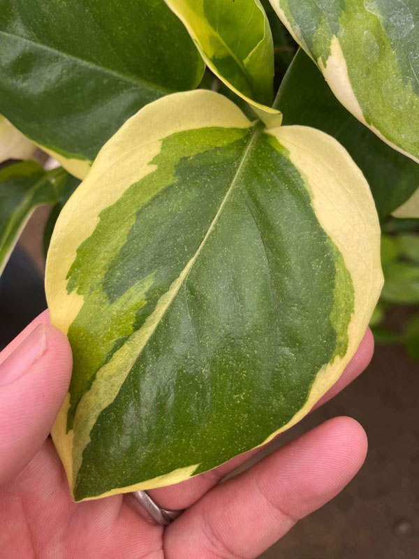 園芸ネット本店｜ポトス：AWドリーム 3号ポット の通販【公式】